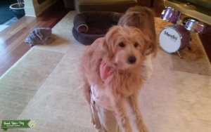 Mini Goldendoodle Stud Listing Image