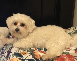 2yo Maltese Stud  Listing Image
