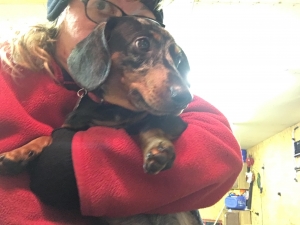 Stud Miniture Dacshund Listing Image