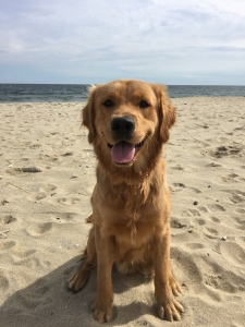 Perfect Golden looking for a lady Listing Image