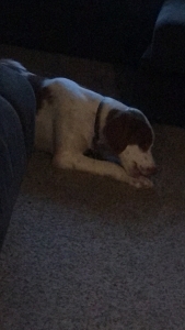 Wanting to breed my brittany Listing Image