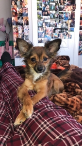 STUD CoCo is looking for his❤️Chanel Listing Image