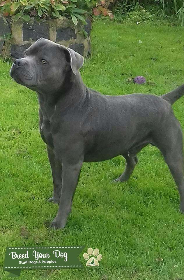 blue staffy stud dogs near me