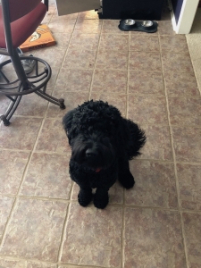 Black Goldendoodle Listing Image