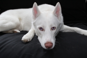 SIBERIAN HUSKY-FULLY WHITE, BLUE EYES Listing Image