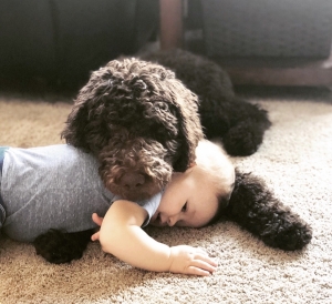 Purebred Standard Poodle Listing Image