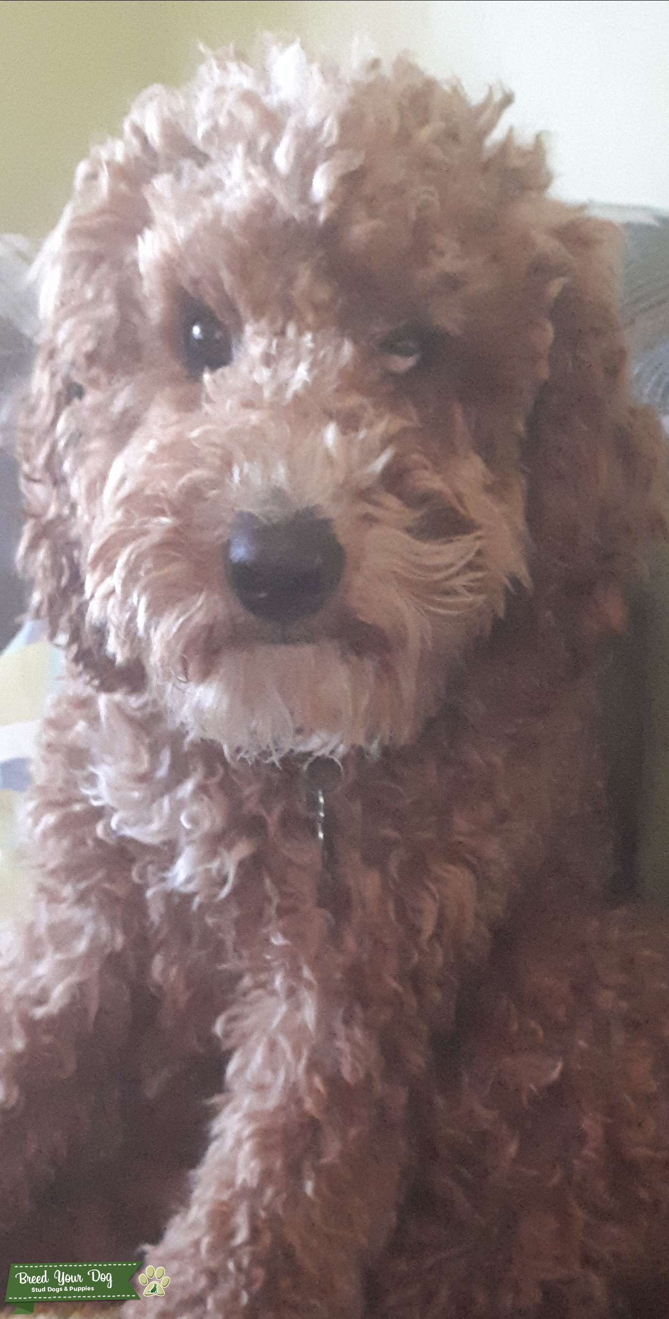 Golden Cockerpoo Stud 21 mths Stud Dog in Rhondda Cynon Taff, the