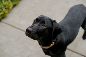 Black labrador. Cuddly, alert, friendly, easily trained Listing Image
