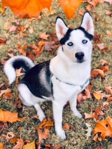 Siberian Husky Looking for a Stud to breed Listing Image