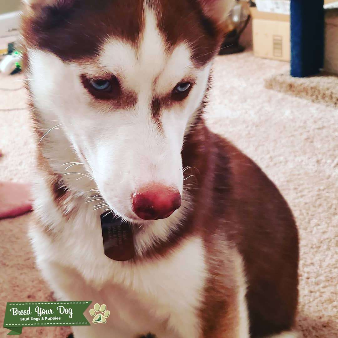 ESKA SIBERIAN HUSKY DAME Stud Dog in WISCONSIN (Menasha), the United