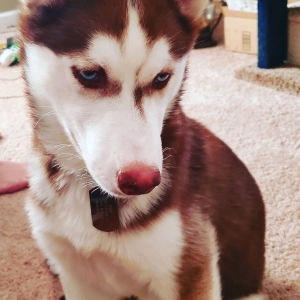 ESKA SIBERIAN HUSKY DAME Listing Image