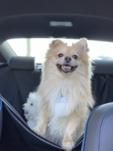 Pomeranian/shihtzu  Listing Image