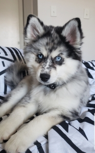 Blue merle female Pomsky  Listing Image
