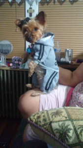 Female Yorkie ready to breed Listing Image
