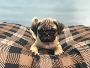 Apollo - Fawn Stud Listing Image