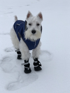 White Miniature Schnauzer  Listing Image