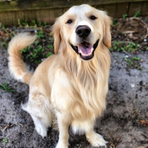 English Creme Golden Retriever Listing Image