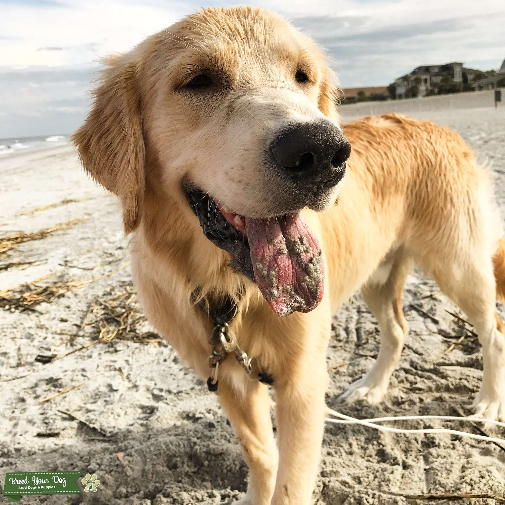 English Creme Golden Retriever Stud Dog Jacksonville Fl Breed Your Dog