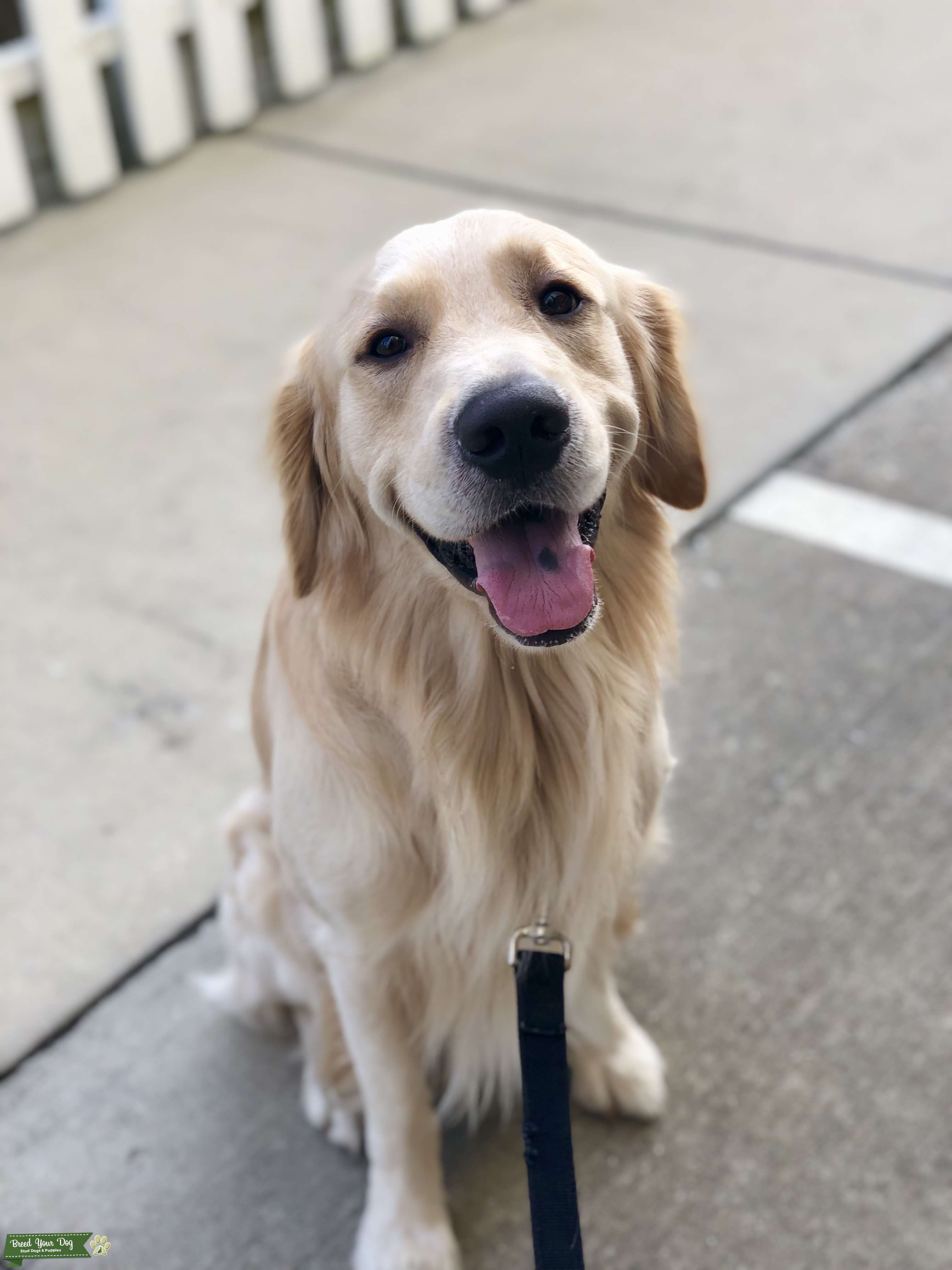 English Creme Golden Retriever Stud Dog in Jacksonville Fl, United