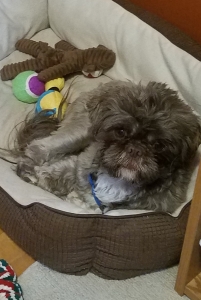 AKC Registered Shih Tzu Stud Listing Image