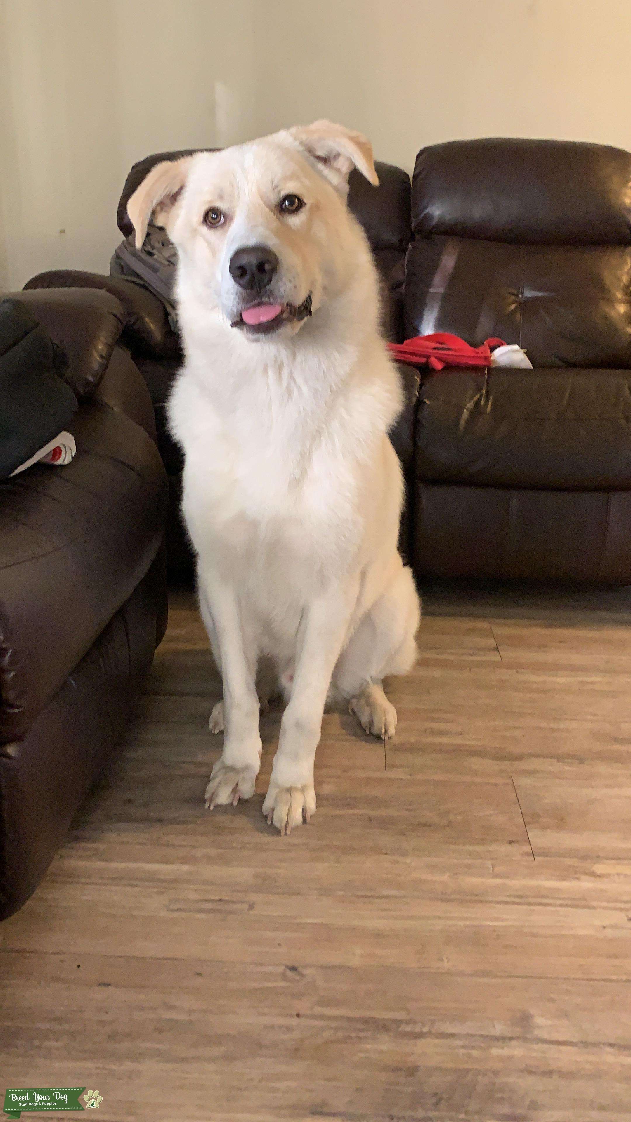 Great Pyrenees Working line young buy ready for mate Stud Dog Sanjose