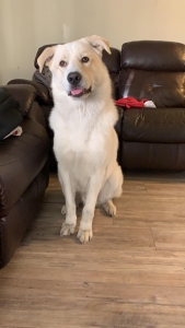 Great Pyrenees Working line young buy ready for mate Listing Image