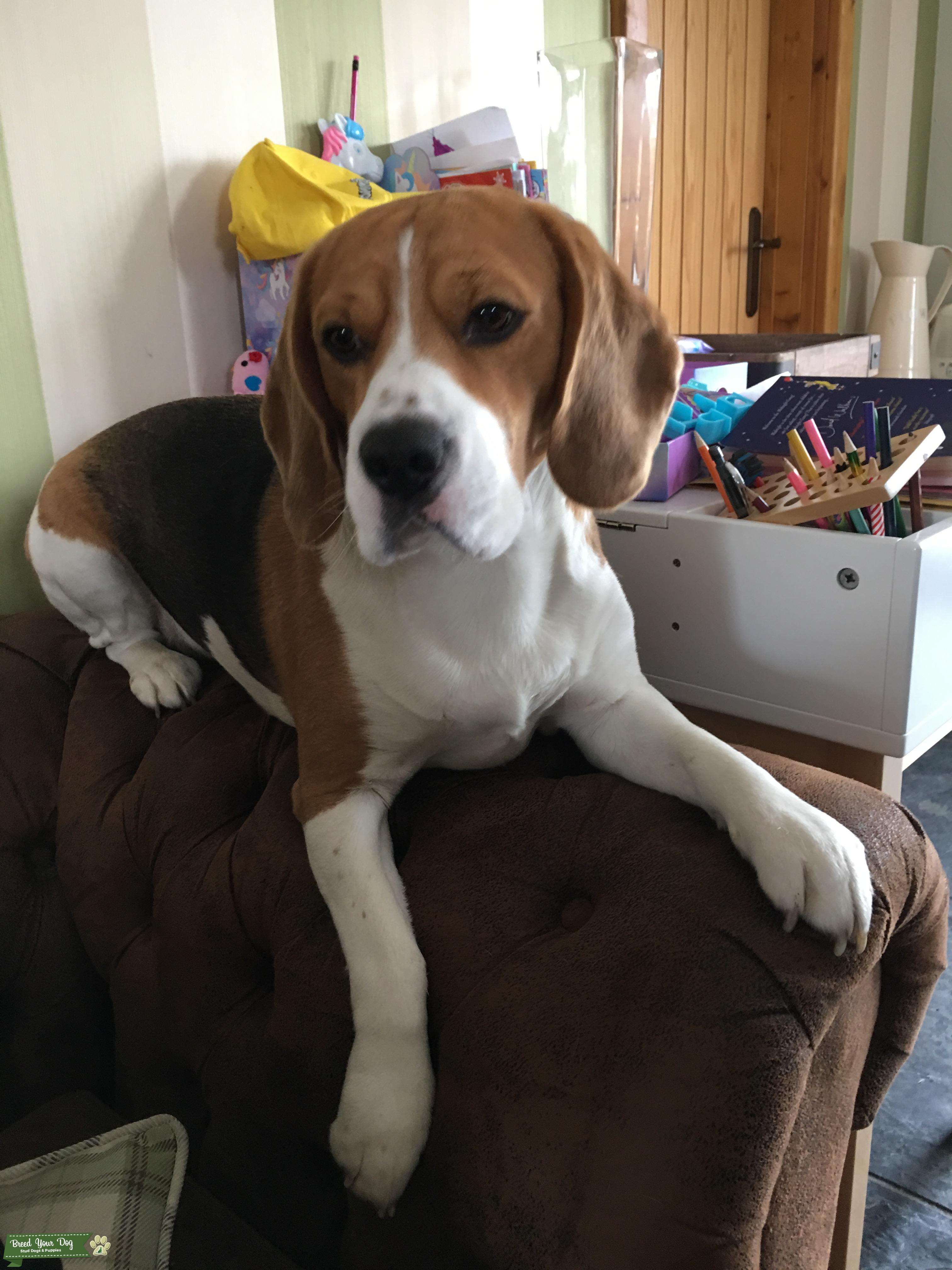 Kc reg Beagle dog for stud Stud Dog in Birmingham , the United States