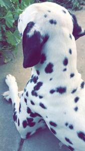 Dalmatian  Listing Image
