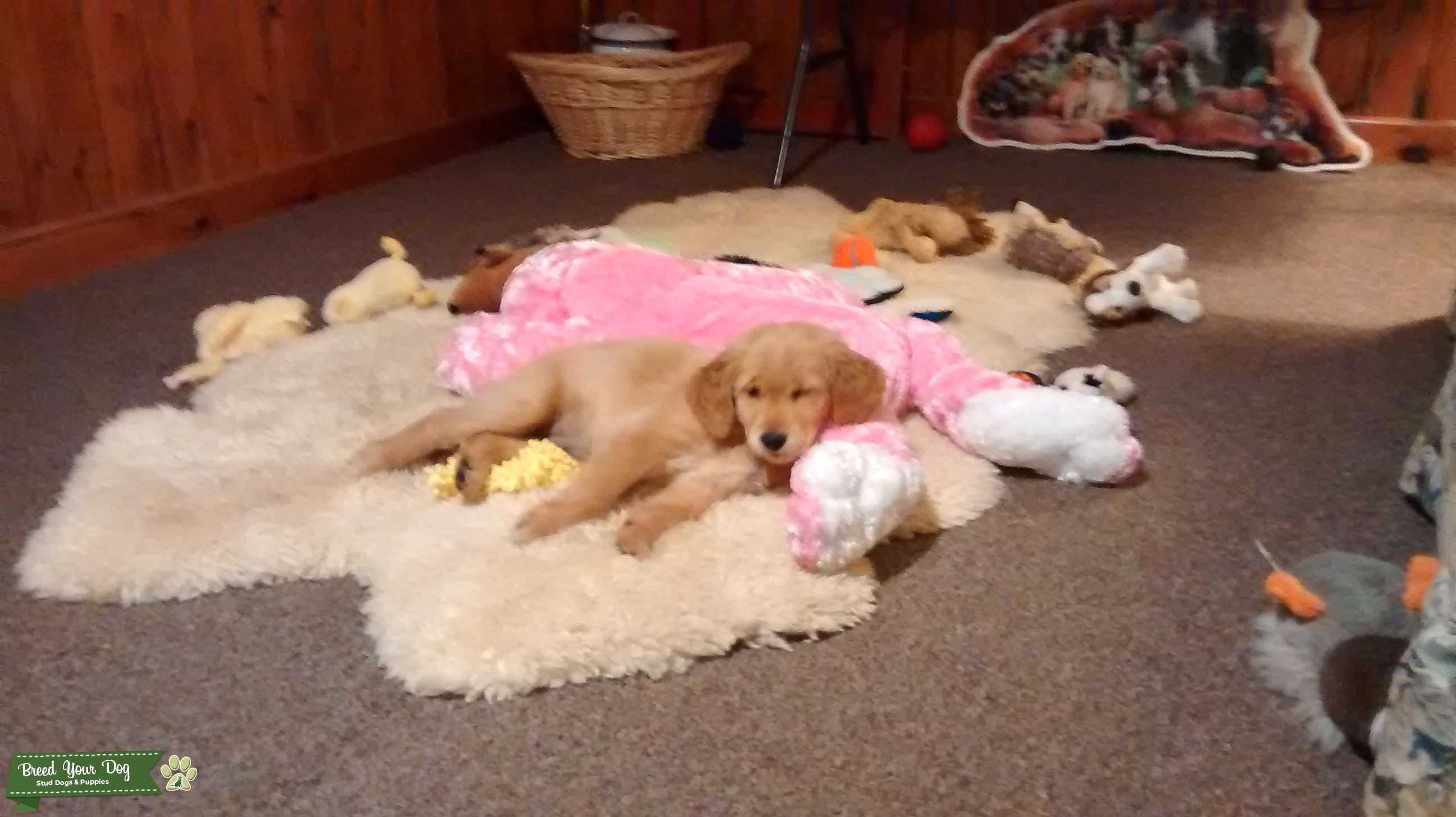 Darker female golden retriever Stud Dog Northeast Wisconsin Breed