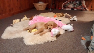 Darker female golden retriever Listing Image