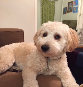 Mini Golden Doodle Stud, Beautiful! Listing Image