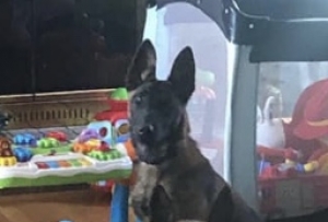 Belgian Malinois  Listing Image