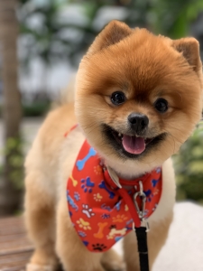 Pomeranian looking for his Queen Listing Image