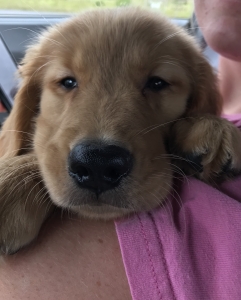 Male stud looking for a female golden retriever  Listing Image