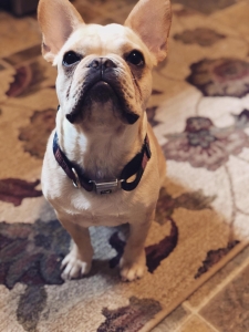 AKC French Bulldog Stud Listing Image