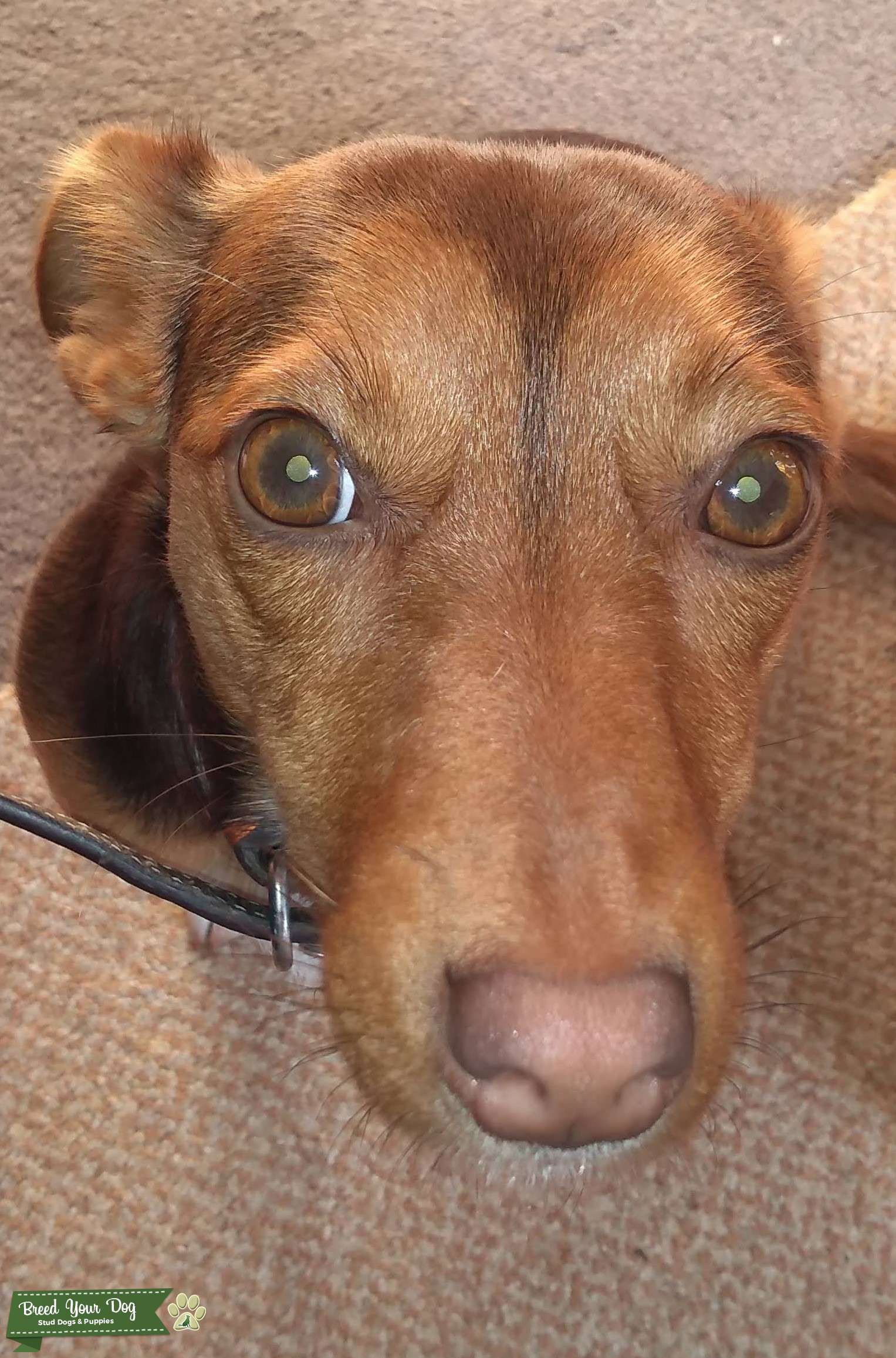 Looking for Chocolate Jack Russell Stud Stud Dog in Derbyshire, the