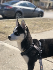 Pure Bred Siberian Husky Male Stud Listing Image