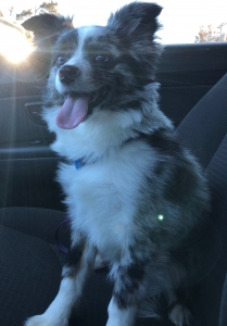 Beautiful Blue Merle Toy Aussie Listing Image