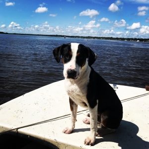 Male lab/staffordshire looking for a female  Listing Image