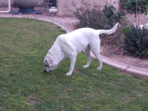 AKC Registered Yellow lab with pure white markings Listing Image