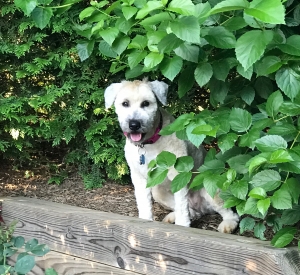 Looking for a Soft Coated Wheaten Terrier AKC Stud to breed our Female Listing Image