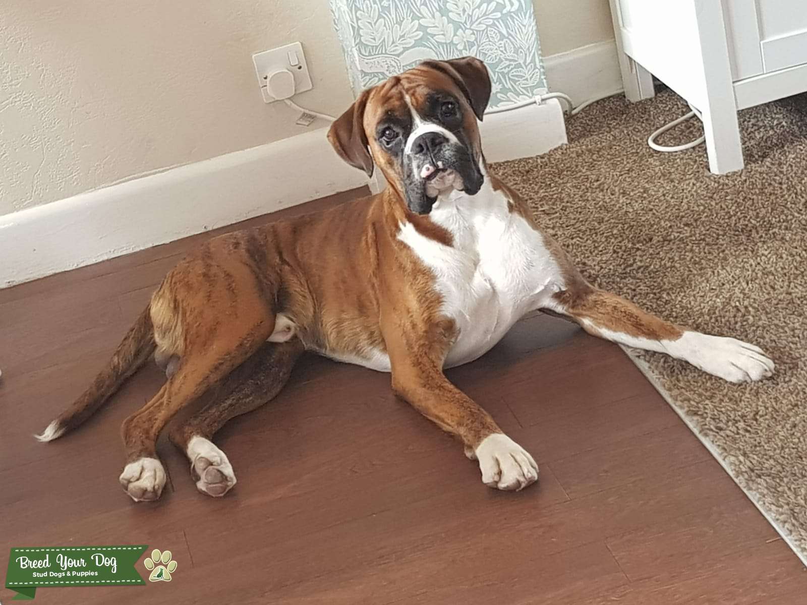 Stud dog kc registered 20 champions Stud Dog in Lancashire , the