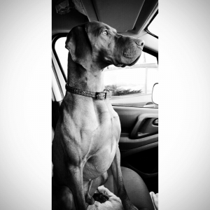 Hungarian Vizsla Stud Listing Image