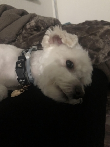 Maltipoo Stud Listing Image