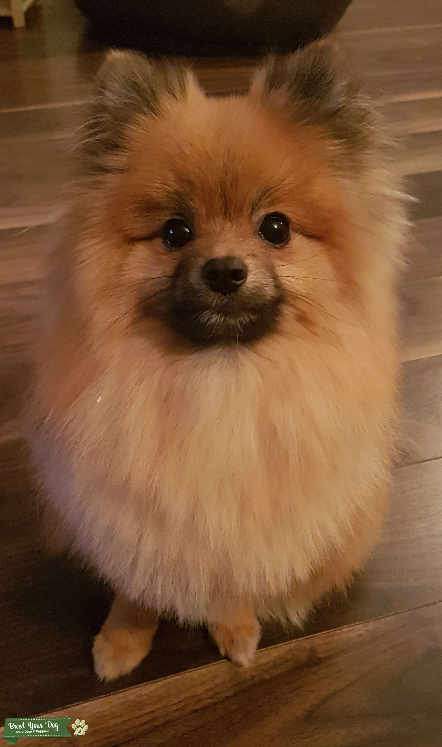Pomeranian Stud (Orange/Sable, Pedigree KC Reg) Stud Dog in