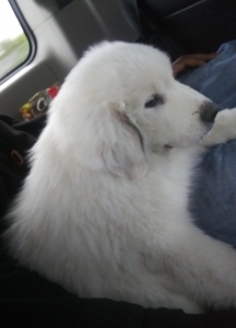 White Tan-Marked Purebred Great Pyrenees Listing Image