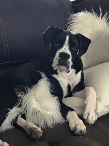 Male boxer Listing Image