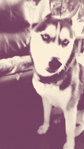 Pure Bred Husky Stud Listing Image