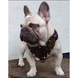 stud french bulldog