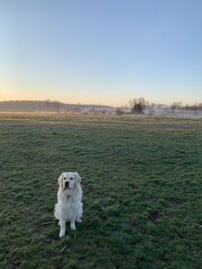 Golden Retriever English Cream Male (80lbs) Listing Image